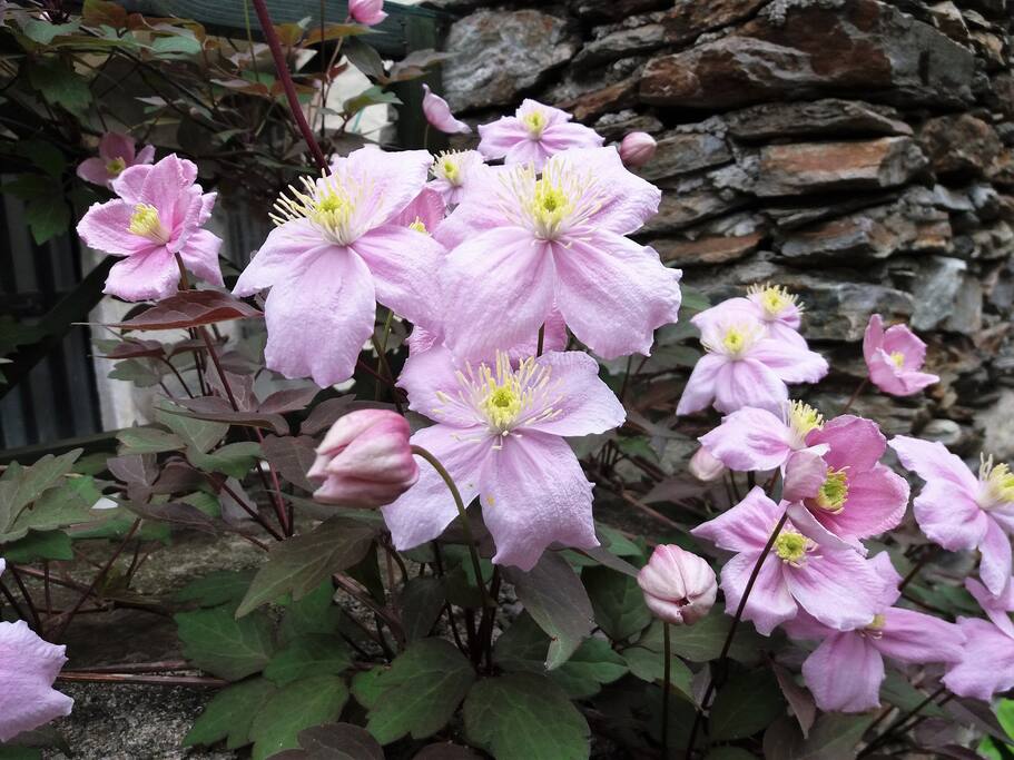 The Patio - Blossoming Clematis