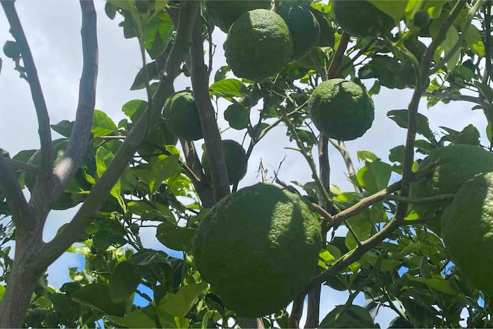 Camping Agréable Au Cœur Dun Jardin Fruitier - Martinique