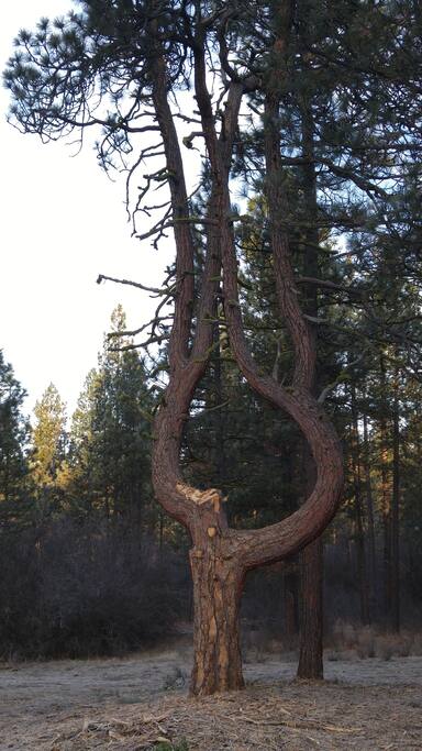 Angle Harp Tree