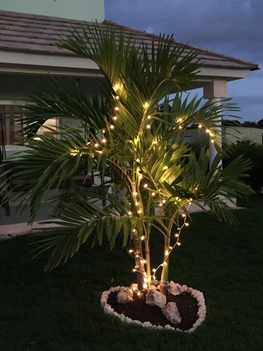 Christmas lights and palm trees!
