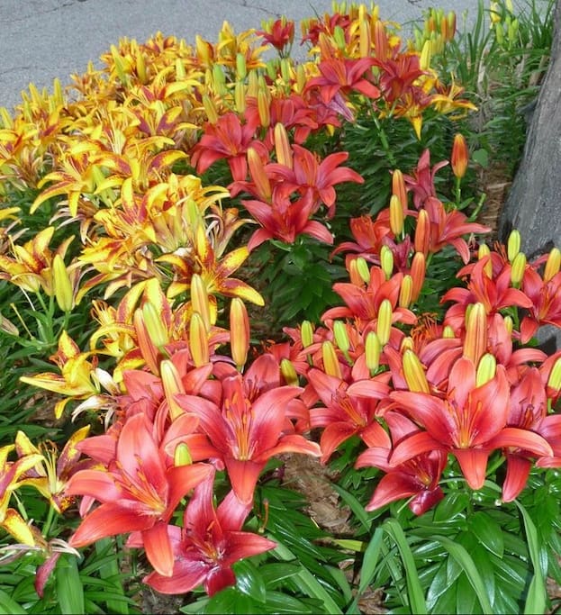 Asiatic Lilly garden.