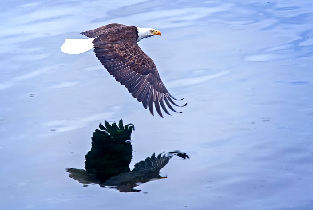 Eagle glides in front of house.