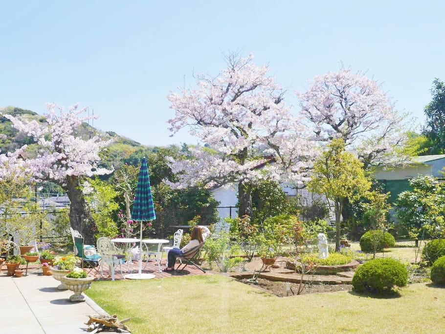 ガーデンテラス 桜の頃