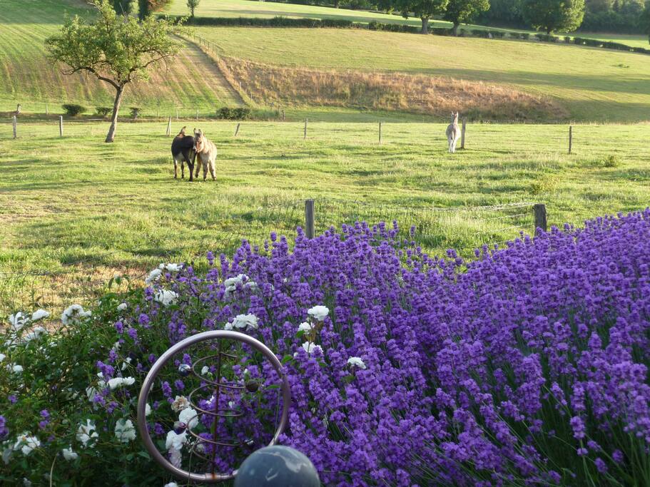 Sommer Impression
