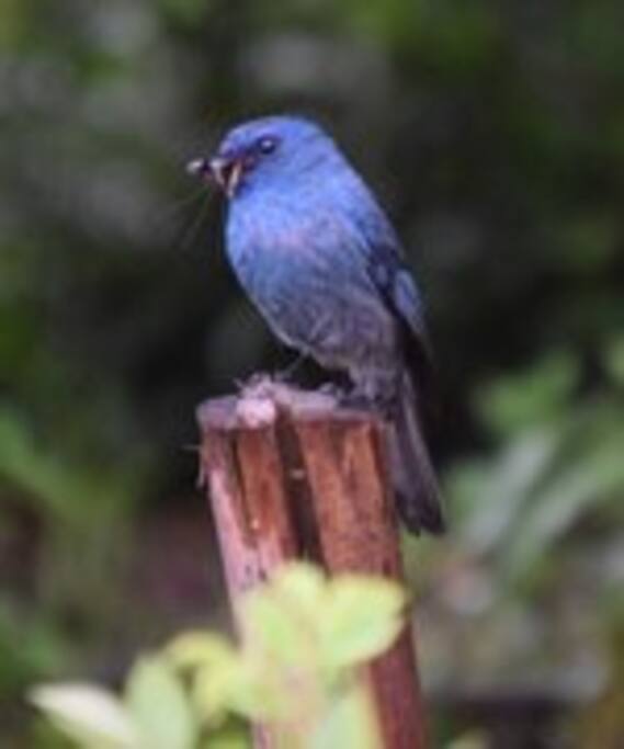 Nilgiri Flycatcher