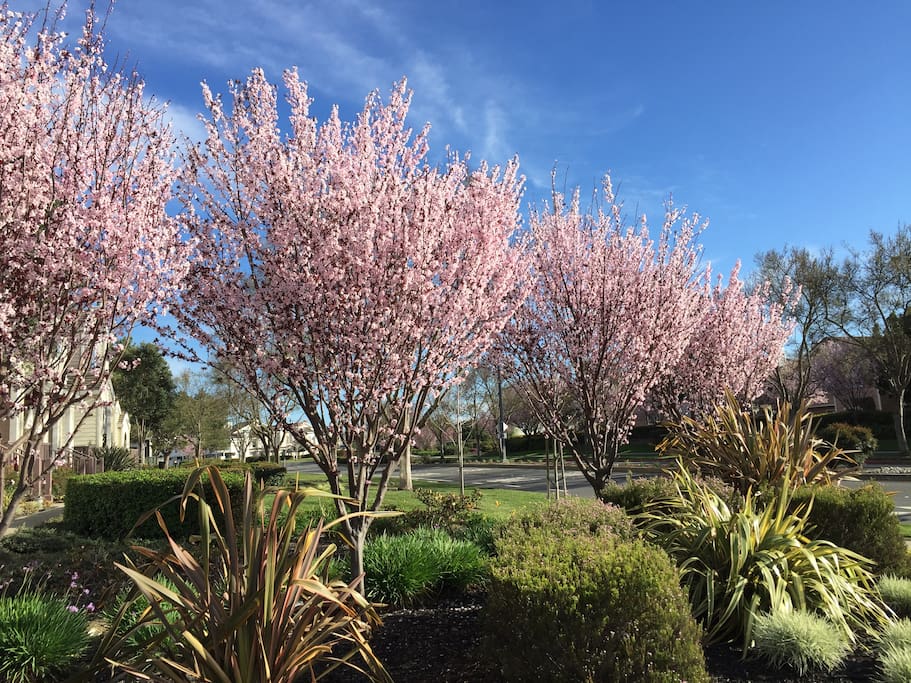 Cherry blossoms in Spring outside the Shores.