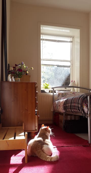 Our cat checking that the room is ready for the next guest