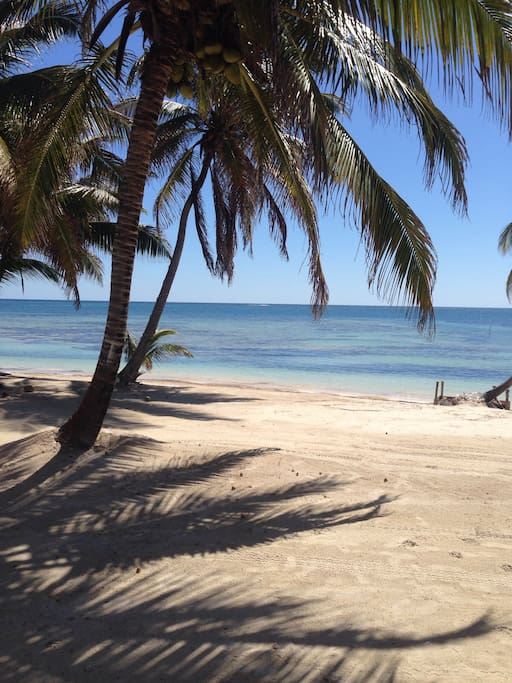 Our beach shaded by coconut palms truly paradise