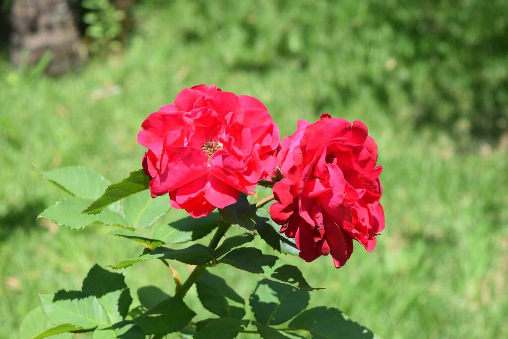 Bem vindo a um pequeno pedaço do paraíso, feito com muito amor e carinho...