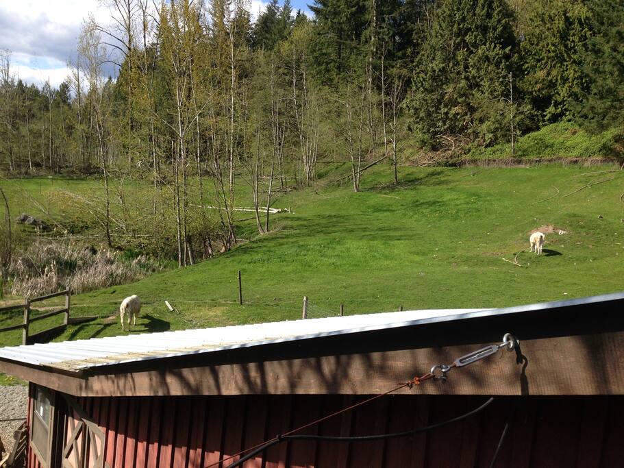 Deck looking west 2 llamas