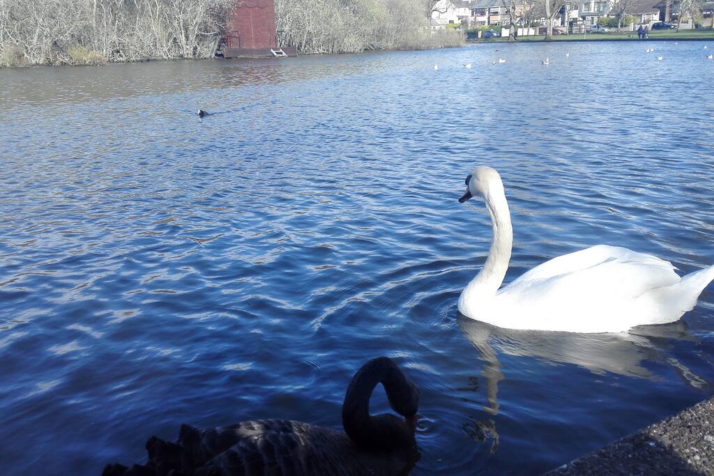 Swans in the lough