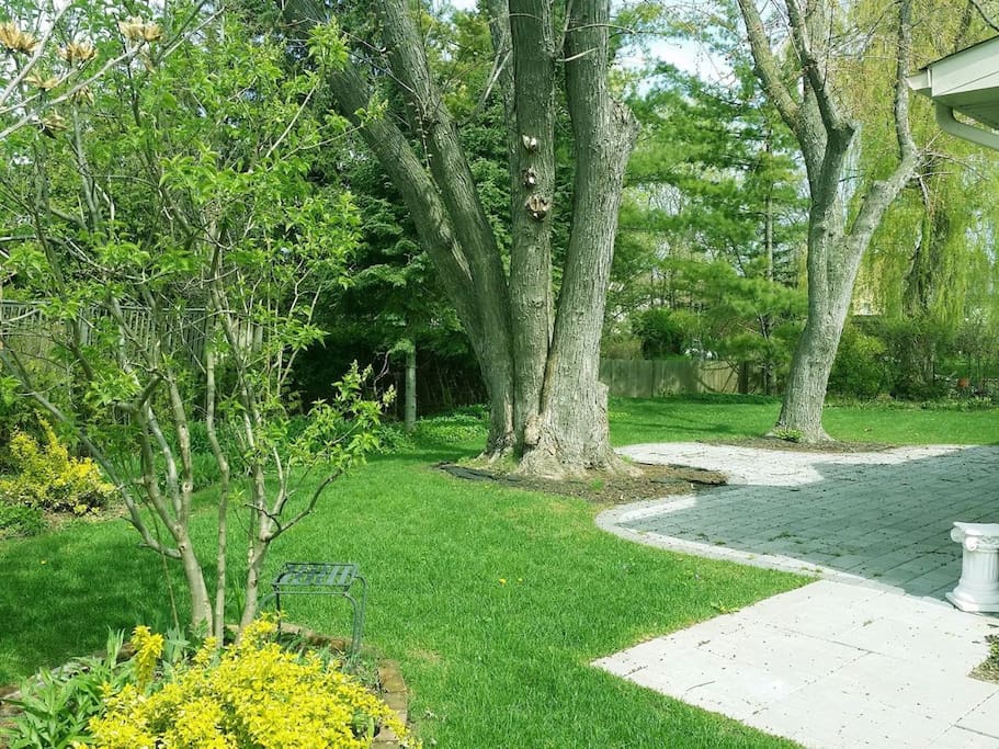 Beautiful Spacious Backyard