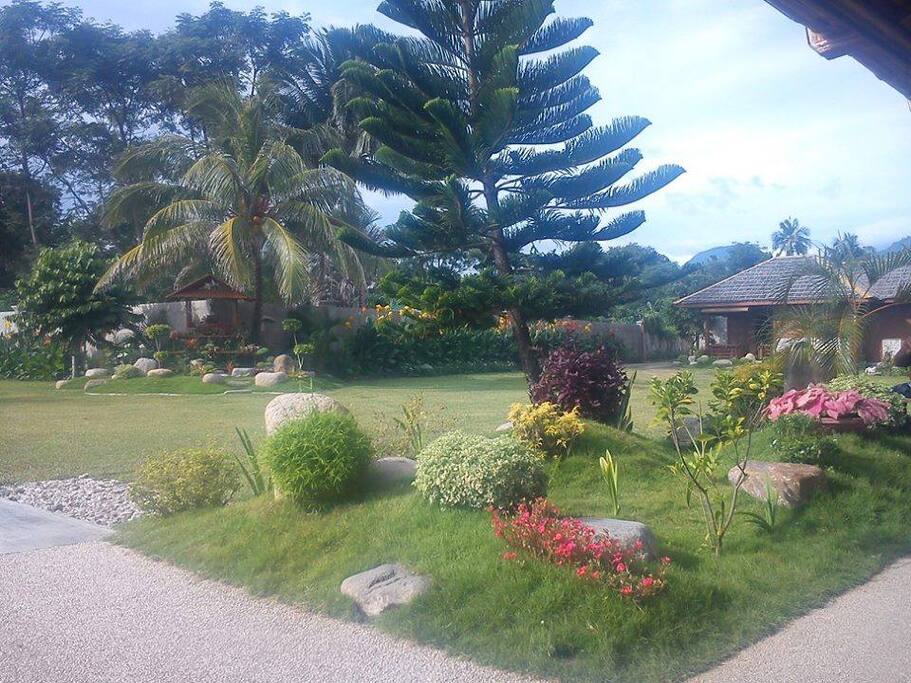 native and exotic plants
