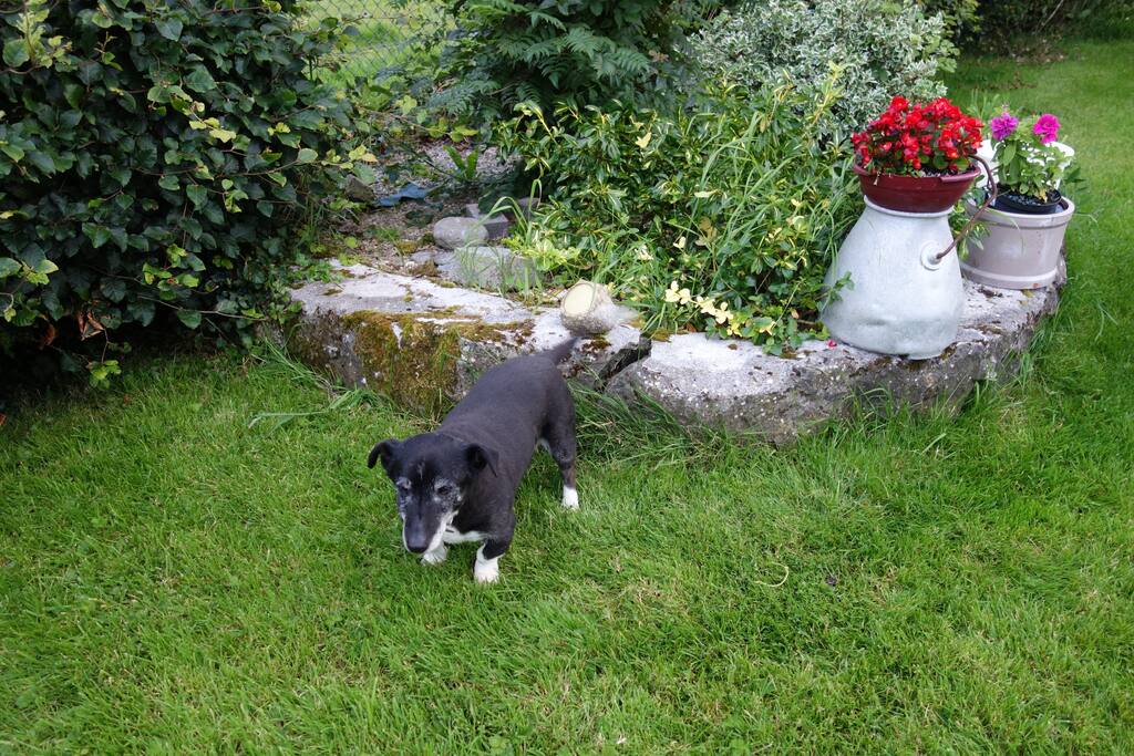 Bobby our little dog