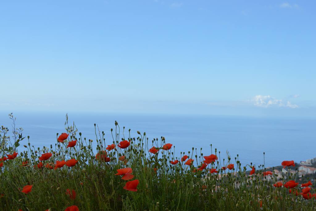 SeaView
