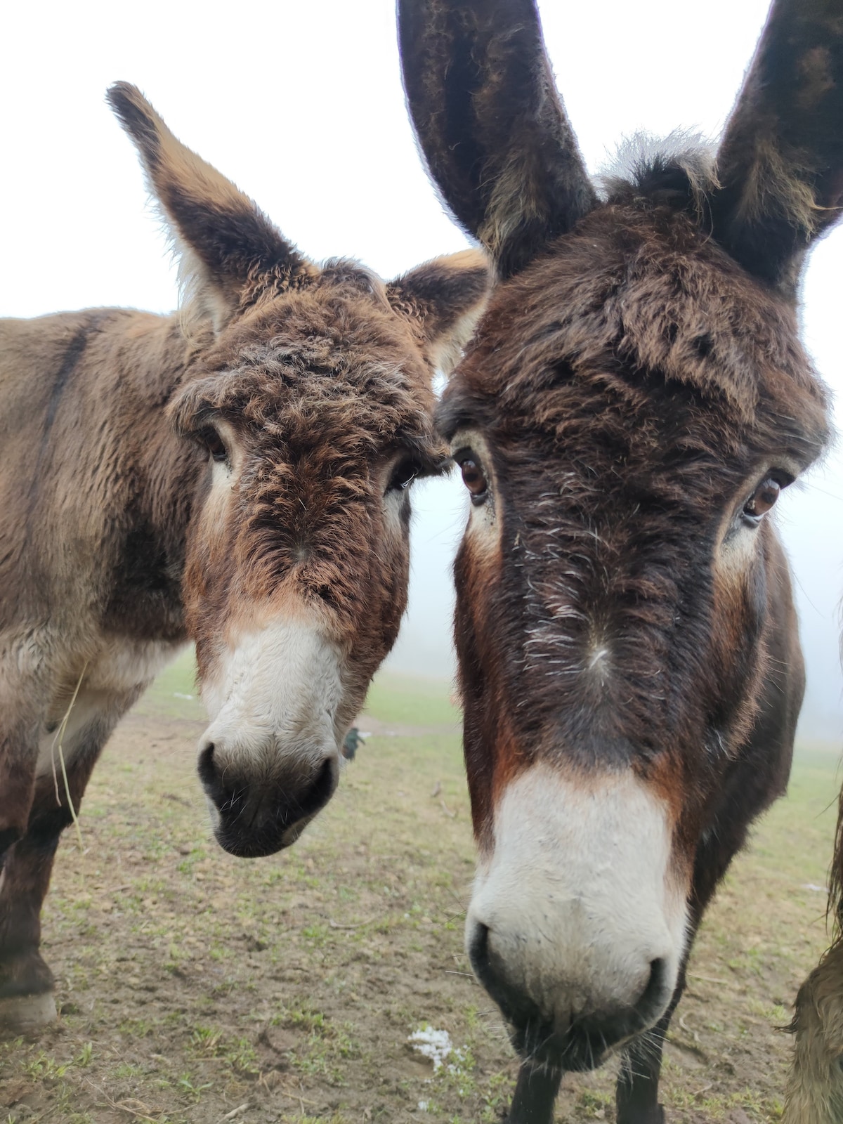 Two friendly donkeys stand close together in a misty environment. Their thick fur appears warm and textured, with gentle expressions visible on their faces. The background is blurred, adding emphasis to the donkeys in the foreground.