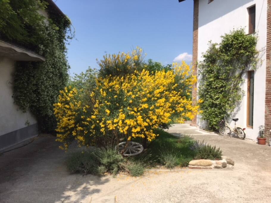 Questa bella ginestra che ho coltivato personalmente è stata distrutta dalla galaverna dello scorso dicembre