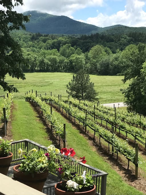 View from cabin