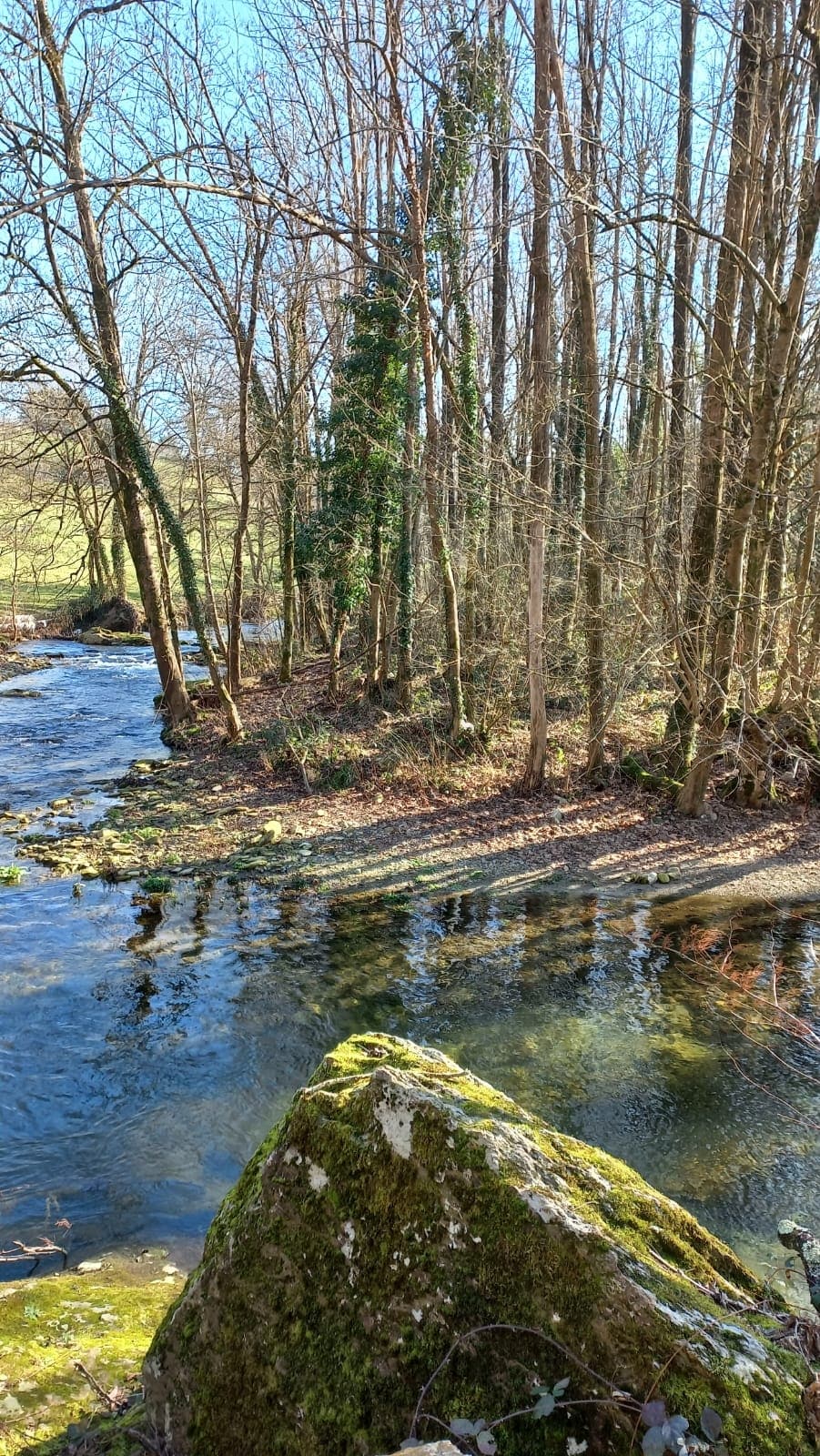 A serene natural setting is depicted, featuring a gentle flowing stream surrounded by tall trees. Sunlight filters through the branches, casting dappled shadows on the water's surface. A moss-covered rock is positioned in the foreground, enhancing the tranquil atmosphere of the scene.