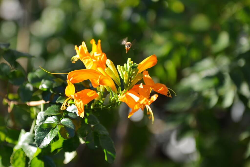 Apartment 1
Honeysuckle flower