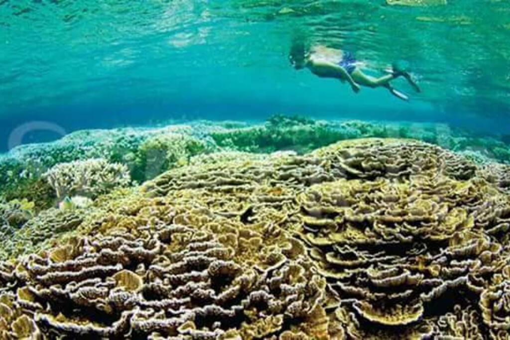Corals at Hikkaduwa beach