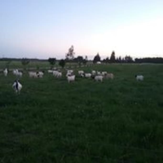 Goat additions!!