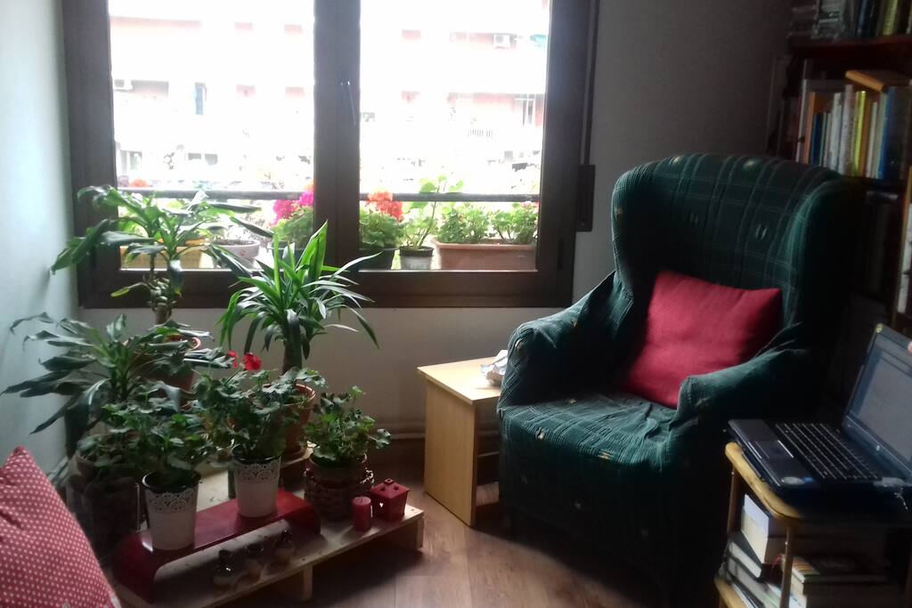 living room/ new plants/ in 2018