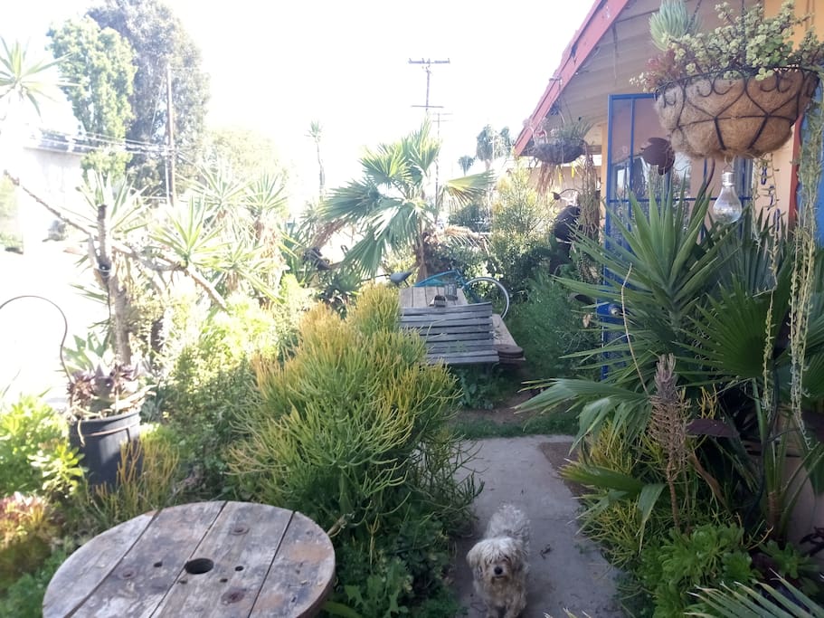 Front yard