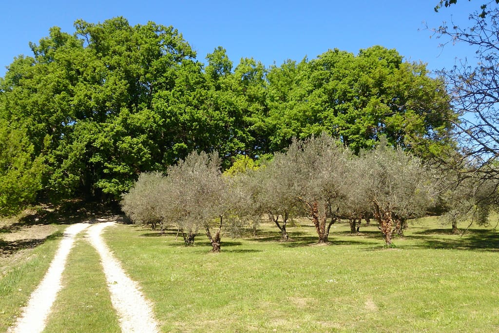 Derrière ces arbres se cache la maison