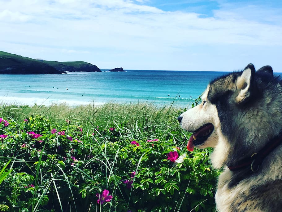 All Newquay beaches are dog friendly