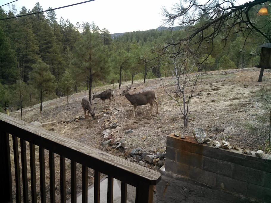 Some furry visitors!
