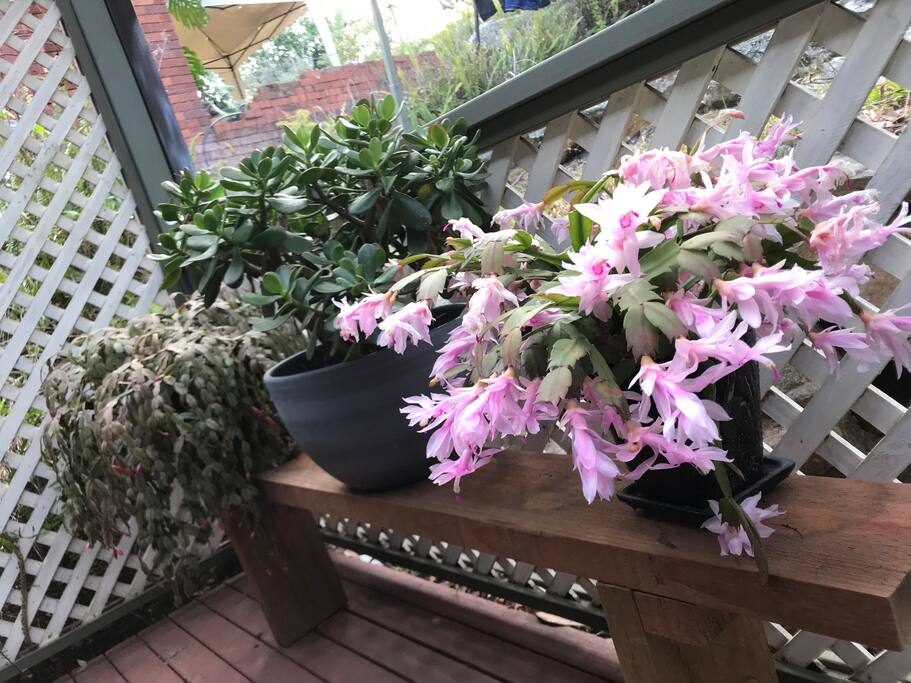 Enjoy flowers and garden
