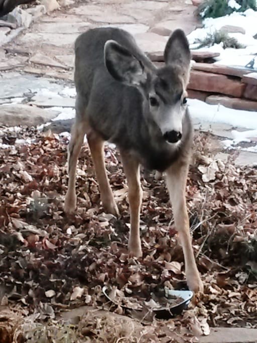 Sometimes we get natural visitors.