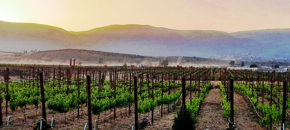 A vast vineyard stretches across the landscape, with rows of lush green grapevines aligned in neat rows. Soft hills rise in the background under a pastel sky at sunset, creating a serene atmosphere complemented by gentle dust trails in the air.