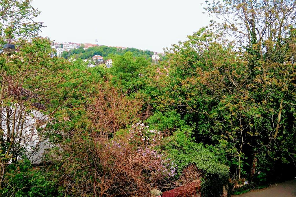view from the room (spring&summer)