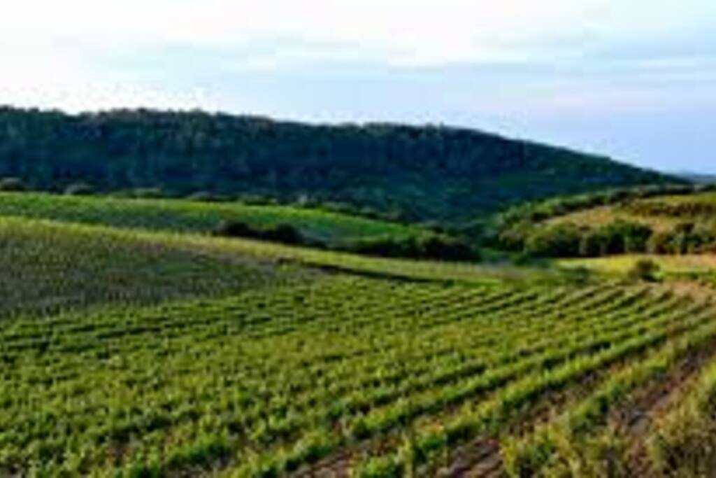 Le faugères est un vin d'appellation d'origine contrôlée produit sur les collines de l'Hérault, à 20 kilomètres au nord de Béziers...
