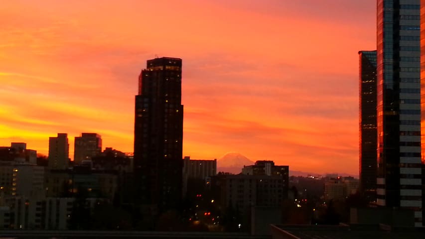 Downtown high rise with pet bunny - 99 walk score