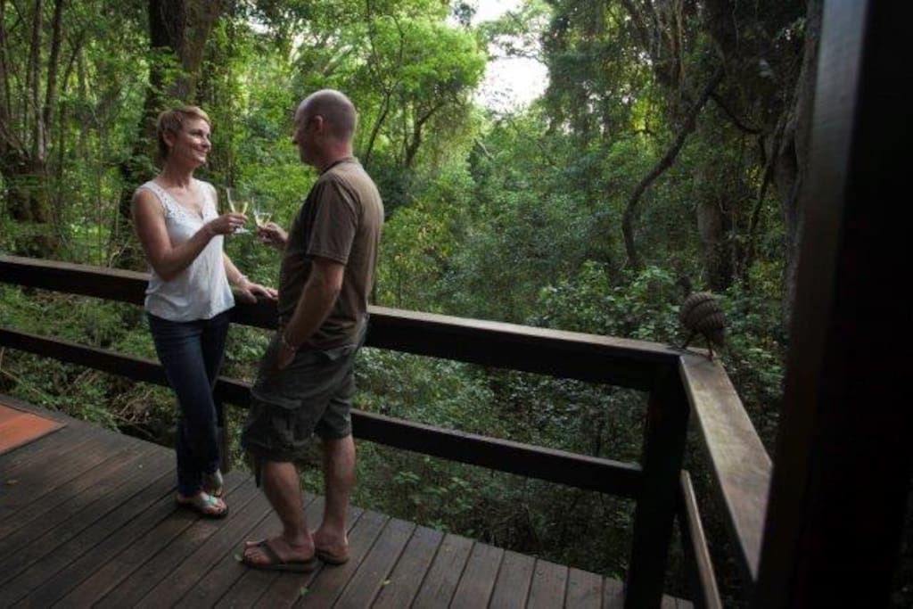 You are surrounded by ancient trees and on eye-level with Samango Monkeys