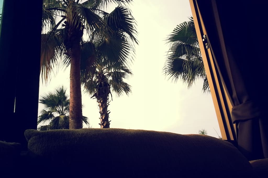 Coconut Trees are friend of mine, they always stay by your side ;)