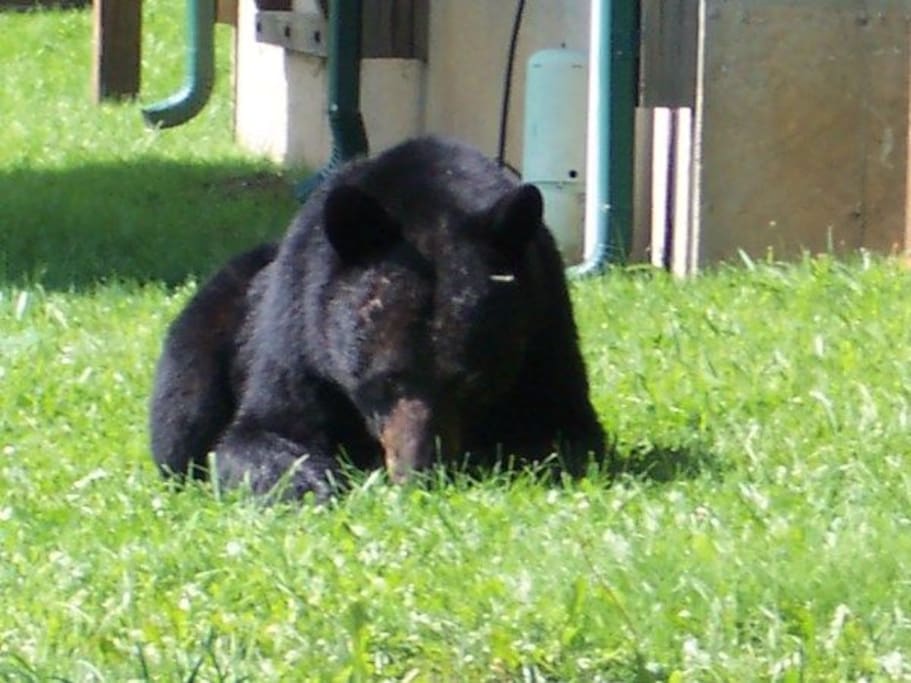 BEAR