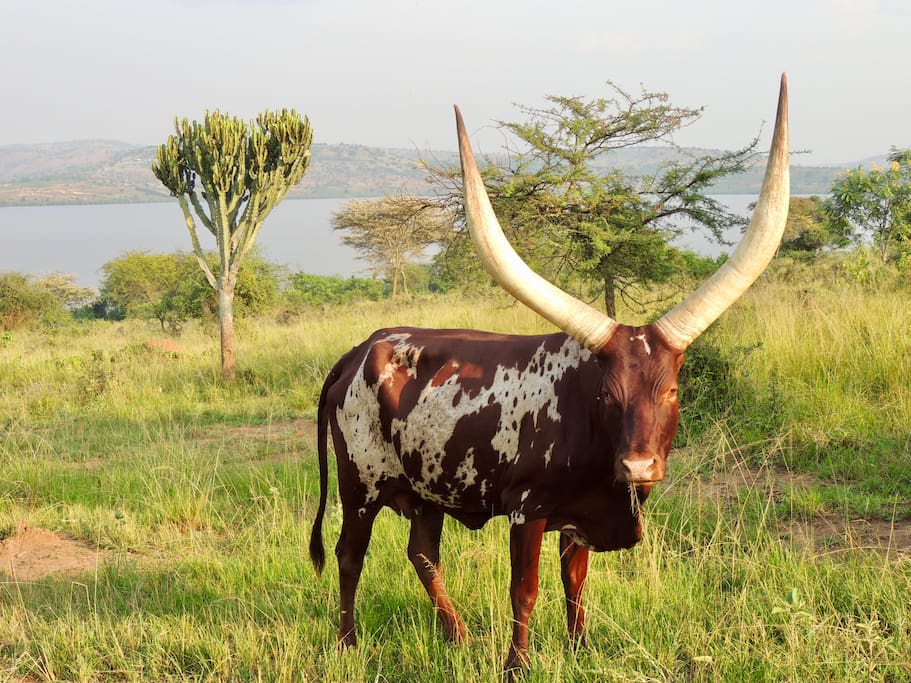 One of the herd