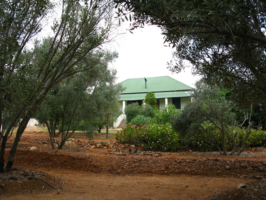 main house from the olive grove