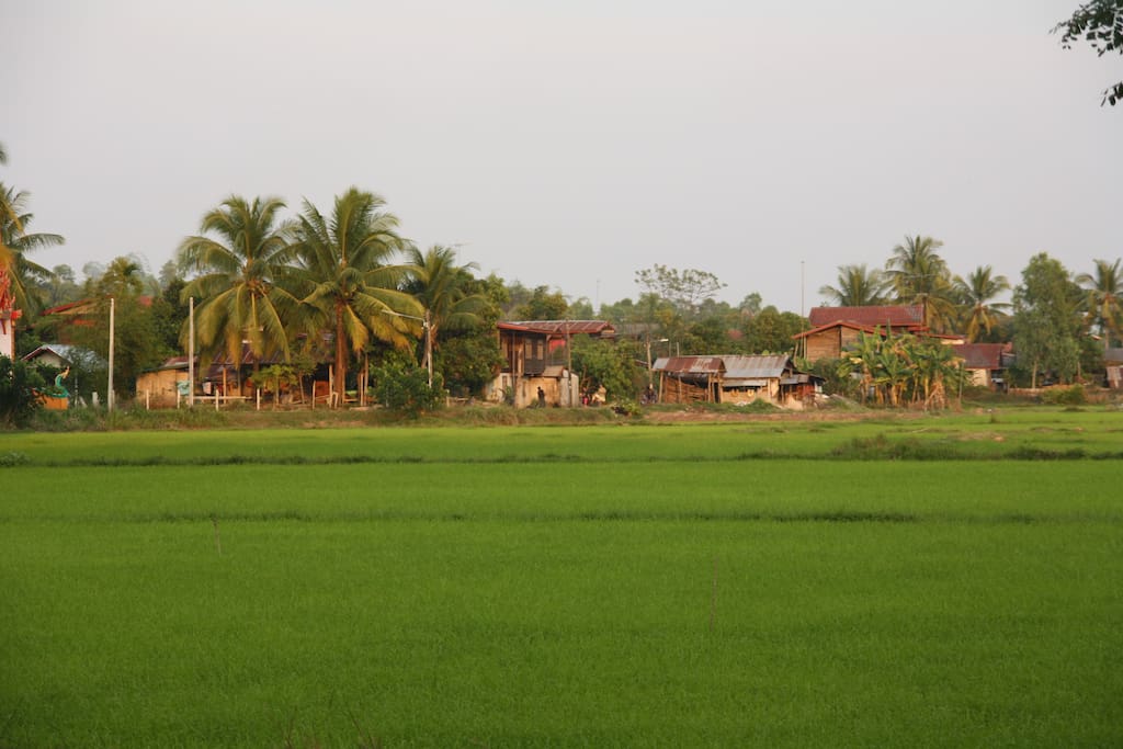 The view of the rice fields