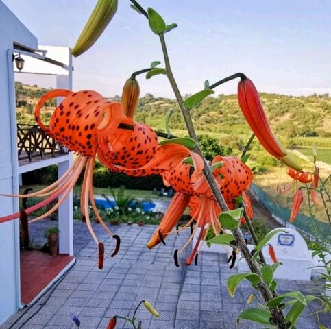 Casa do Vale-Piscina e Court de Ténis 30min Lisboa gallery image 5