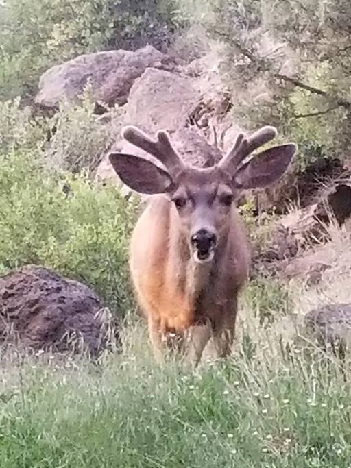 Deer Friend From Hot Tub