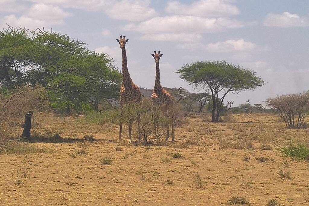 The bush is not too far away