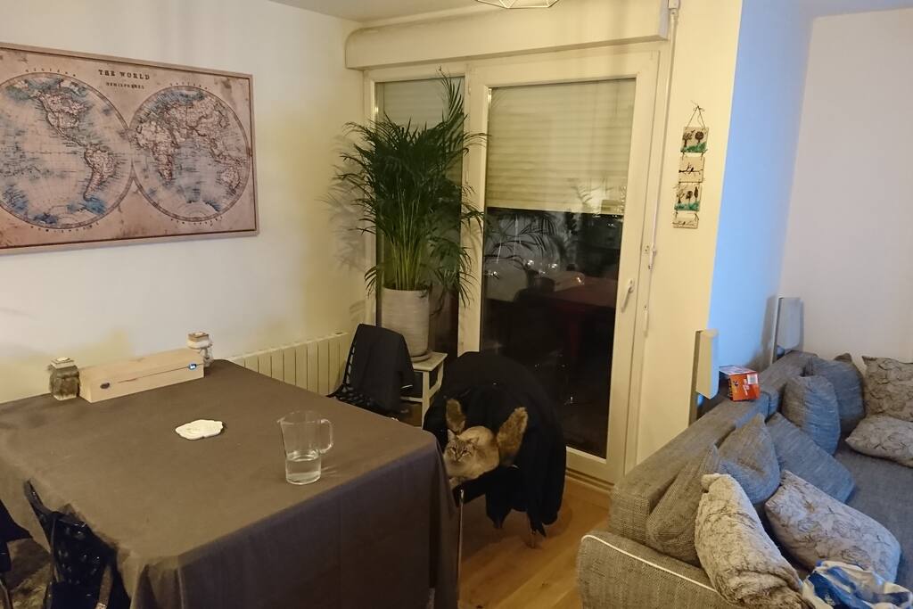 Salon cuisine chat