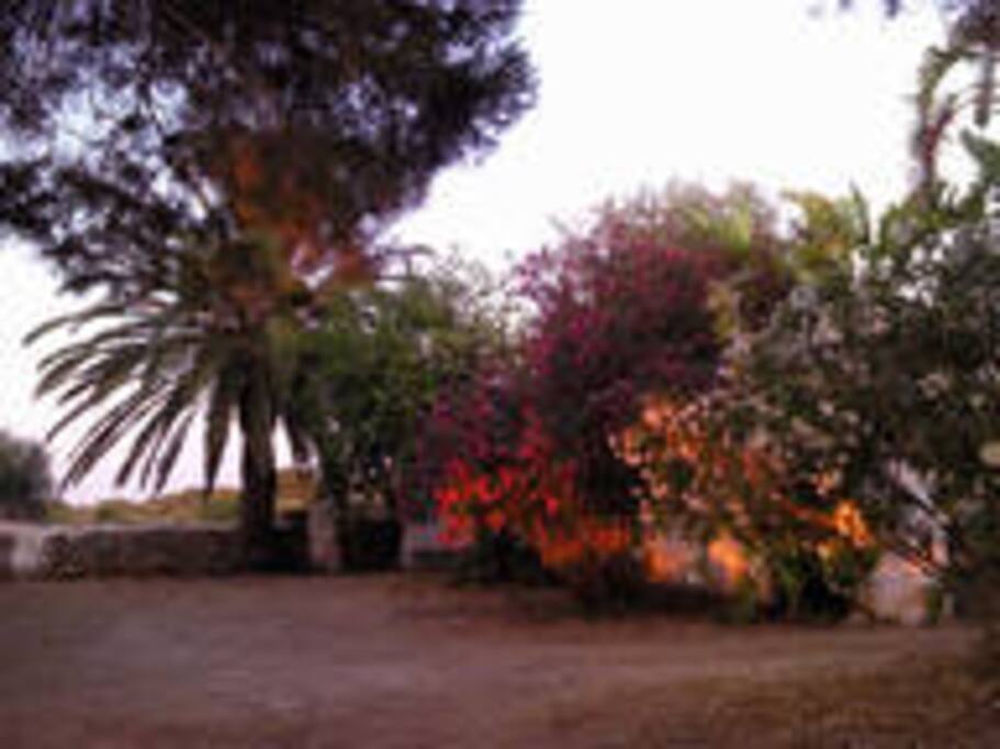 Jardin de la casa