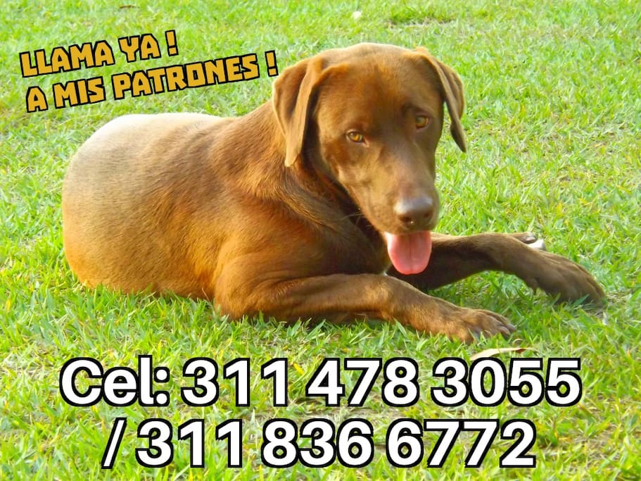 Para Mascotas