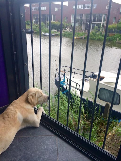 Our dog, Neve, likes to look over the canal and keeps an eye on the boat ;-).